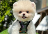 Safkan Pomeranian Boo Bebekler